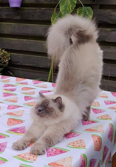 Animal Poses, Cat Stretching, Cat Poses, Cat References, Cat Reference, Cat Spray, Cat Pose, Animal Reference, Pretty Animals