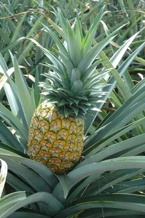 Giant Vegetable, Pineapple Fruit, Types Of Fruit, Fruit Photography, Beautiful Fruits, Juicy Fruit, Fruit Plants, Fruit Garden, Exotic Fruit