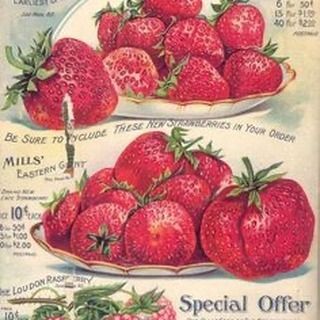 Strawberry Vintage, Strawberry Background, The Hating Game, No Judgement, Ad Poster, Kawaii Cooking, Rennaissance Art, Strawberry Patch, Poster Aesthetic