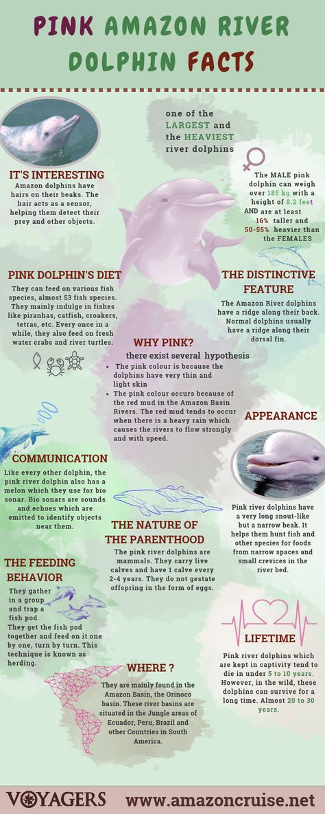 Types Of Dolphins, Pink Dolphin Aesthetic, Marin Biologist, Pink Amazon River Dolphin, Facts About Dolphins, Dolphin Species, Amazon River Dolphin, Dolphin Project, Pink River Dolphin