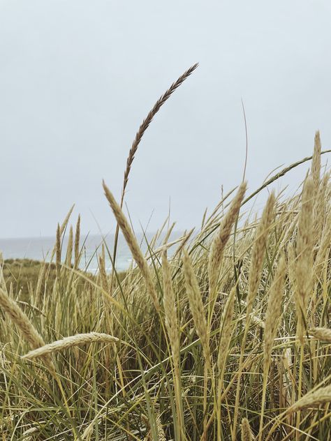 #wheat #beach #backround #wallpaper #calm #meditate #easy Wal Paper, Beach Grass, Wheat Grass, Wheat Straw, Summer Aesthetic, Wheat, The Beach, Straw, Herbs