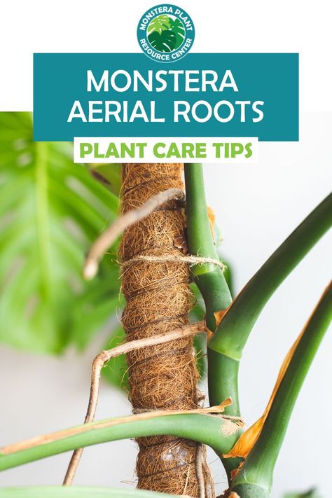 Best Pot For Monstera, Monstera Air Roots, How To Care For A Monstera Plant, Climbing Monstera Plant, Monstera Roots, Monstera Aerial Roots, Monstera Plant Care, Umbrella Plant, Monstera Plants