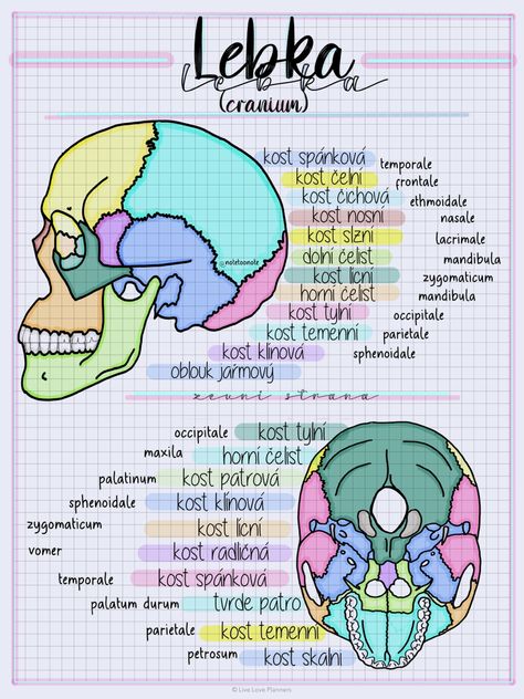 create by notetoonote ✏️#cranium #colorfull Cranium Anatomy Notes, Cranium Anatomy, Studying Medicine, Anatomy Drawing, Creative Ideas, Anatomy, Brain, Medicine, Back To School