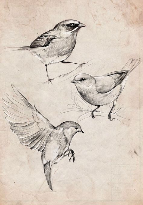 Bird Tattoo Sketch, Bird Tattoo Drawing, Drawing A Bird, Diana Severinenko, Procreate Sketching, معرض فني, राधा कृष्ण वॉलपेपर, Personaje Fantasy, Bird Sketch