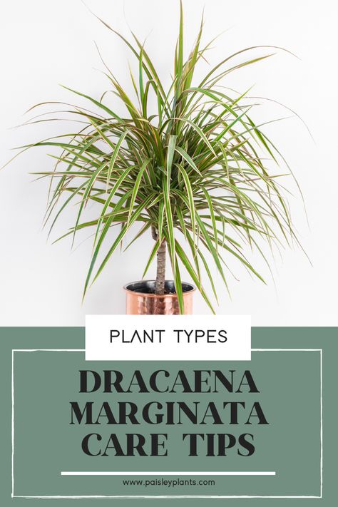 How to Take Care of Dracaena Marginata - Paisley Plants Dracaena Marginata Care, Dracaena Fragrans Plant Care, Dracaena Plant Types, Marginata Plant, Dracaena Warneckii, Dracaena Reflexa, Dracaena Fragrans Massangeana, Madagascar Dragon Tree, Water Plants Indoor