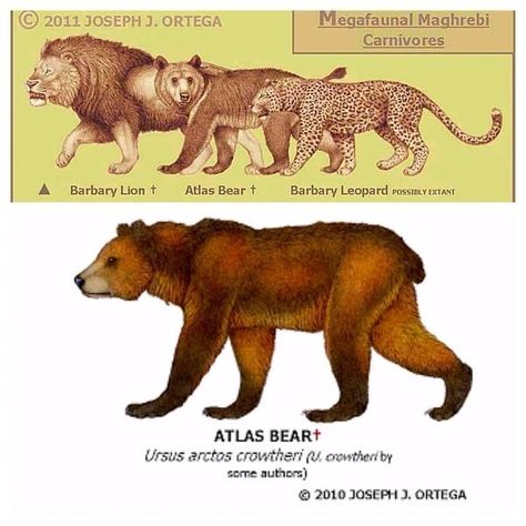 Atlas Bear, Northern Africa, Prehistoric Wildlife, Paleo Art, Prehistoric Animals, The Atlas, Wild Life, Brown Bear, Dinosaurs