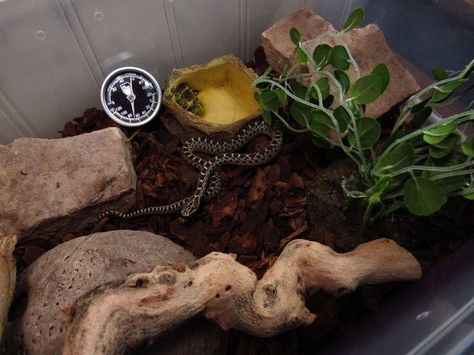 Diy Reptile, Snake Enclosure, Tub Enclosures, Tub Ideas, Reptile Cage, Ball Python, Wood Watch, Reptiles, Terrarium