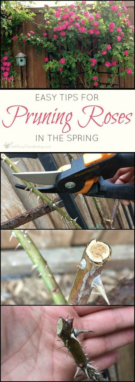 Properly pruning roses helps to prevent disease and encourage tons of flowers. Learn how by following these easy steps for pruning roses in spring. (AD) Small Front Garden Landscaping Ideas, Trimming Roses, Pruning Tomatoes, Rose Pruning, Pruning Roses, Small Front Gardens, Planters Garden, Front Garden Landscape, Tomato Plant