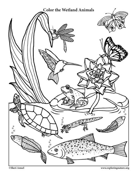 A Wetland Coloring Page for very young naturalists with a little smiling animal twist. Freshwater Ecosystem, Wetlands Activities, Animals That Hibernate, Earth Day Coloring Pages, Animal Habitat, Animals Coloring Pages, About Plants, Animal Worksheets, Desert Animals