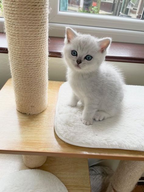 British Shorthair Kittens For Sale On Preloved British Shorthair Cats White, British Shorthair Cats Aesthetic, British Shorthair Cats Grey, British Shorthair Cats Golden, Brown British Shorthair, Grey British Shorthair, White British Shorthair, Golden British Shorthair, Cats Brown