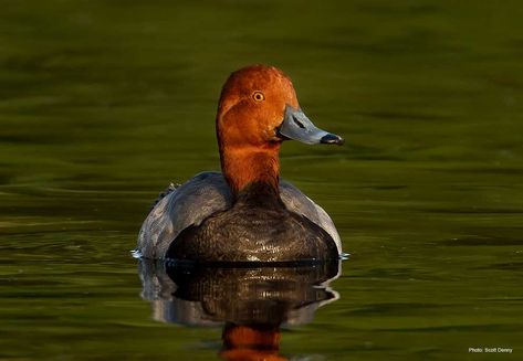 Redhead | Types of Ducks & Geese Redhead Duck, Types Of Ducks, Bird Paradise, Duck Blind, Duck Pictures, Food Habits, Ducks Unlimited, Duck Decoys, Art Competitions