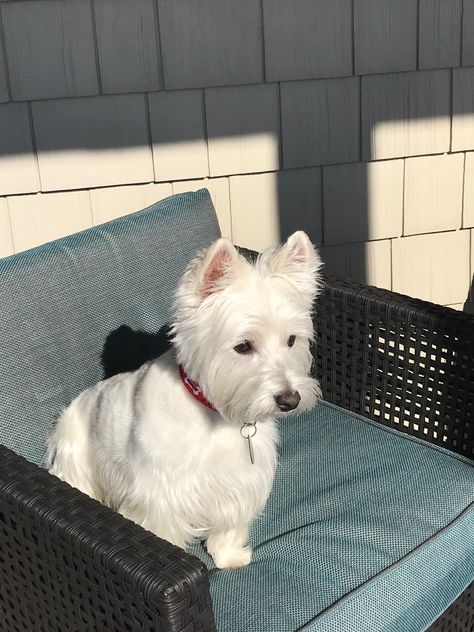 Oliver (Olldoll the Westie) enjoying #Olliesfollybeachhouse Westie Aesthetic, Baby Animals Cute, Wholesome Dog, West Terrier, Westie Puppies, Little Animals, Westie Dogs, Terrier Puppy, Animals Cute