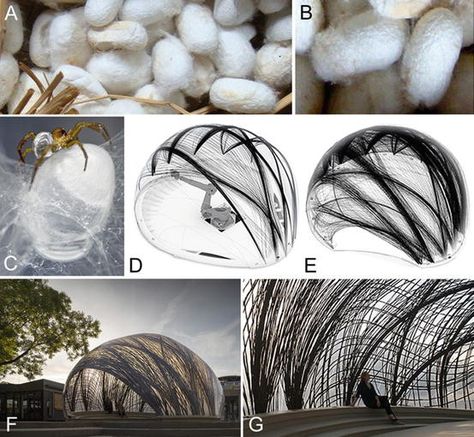 Biomimicry Architecture, Pavilion Architecture, Structure And Function, Architecture Drawing Art, Massachusetts Institute Of Technology, Architecture Poster, Basic Knowledge, Structure Architecture, Insect Art