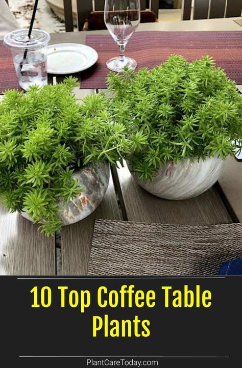 Plants are great centerpieces for a dash of green and style to your coffee table and living room. Here are a few of the top coffee table plants we've rounded up. Plant For Coffee Table, Plants On Dinning Room Table, Indoor Plants Table Decor, Potted Plant On Dining Table, Plants For Table Centerpiece, Table Top Planters, Coffee Table Plants Ideas, Outdoor Coffee Table Decor Ideas, Indoor Plant Container Ideas