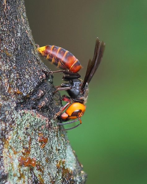 Vespa mandarinia--Asian Giant Hornet.  World's largest hornet, responsible for killing 30-40 people per year in Japan!  Call A1 Bee Specialists in Bloomfield Hills, MI today at (248) 467-4849 to schedule an appointment if you've got a stinging insect problem around your house or place of business! You can also visit www.a1beespecialists.com! Japanese Giant Hornet, Most Dangerous Animals, Weird Insects, Insect Photos, Bees And Wasps, Cool Bugs, Dangerous Animals, Bonsai Art, Flying Insects