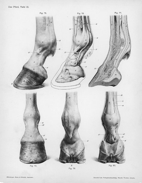 Horse anatomy by Herman Dittrich – lower leg and hoof | Shoestring Stable Horse Sketch, Horse Anatomy, Animal Study, Horse Drawing, Horse Drawings, Horse Sculpture, Scientific Illustration, Equine Art, Anatomy Drawing