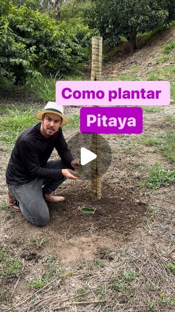 Como Plantar Pitaya, December 21, Pins, On Instagram, Instagram