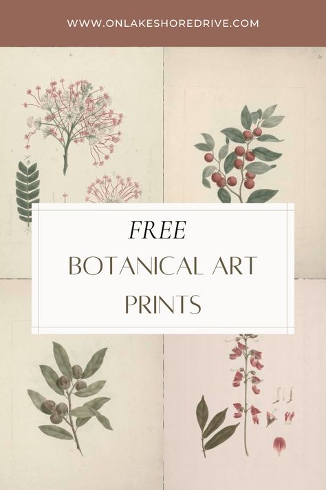 Today I want to share 20 free botanical art prints with you! They are completely free to download and use, and I want to show you how can find even more! Free Printable Wildflowers, Free Printable Botanical Wall Art, Free Digital Downloads Printables, Free Botanical Printables Wall Art, Free Prints For Walls, Free Botanical Printables, English Cottage Living Room Ideas, Free Art Printables, Free Botanical Prints