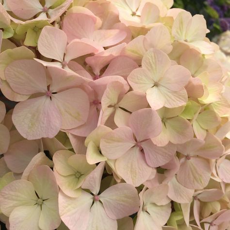 Blush and Ivory hydrangea Ivory Hydrangea, Big Leaf Hydrangea, Cakes Decorating, Pink Hydrangea, Pale Pink, Hydrangea, Blush Pink, Decorating Ideas, Light Pink