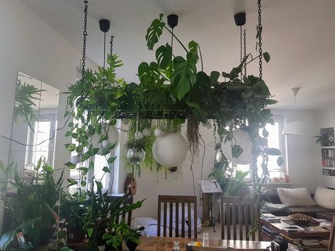 Plants For Dining Room, Ceiling Plants, Plant Chandelier, Plant Styling, Indoor Plants Styling, Pretty Room, Apartment Decor Inspiration, Purple Light, Indoor Plant