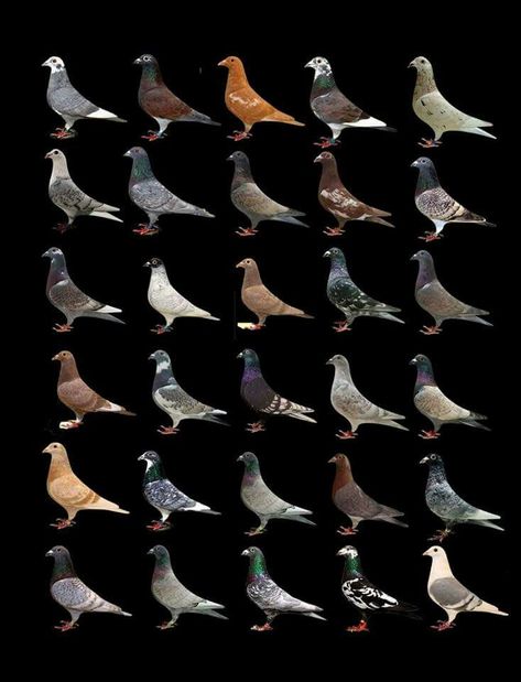 Homing Pigeon Print Wall art! High Flying Pigeons, Fantail Pigeon, Racing Pigeon Lofts, Pigeon Art, Pet Pigeon, Le Pigeon, Pigeon House, Pigeon Pictures, Homing Pigeons