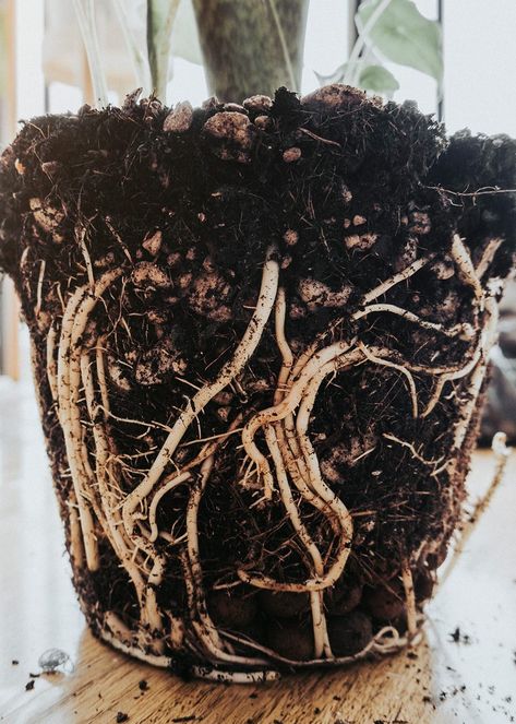 Root rot is a common problem that affects many house plants and is caused by a fungal infection that affects the plant's roots. Check out our advice on preventing and treating root rot in house plants. Flower Roots, In House Plants, Exposure Therapy, Black Roots, Root Rot, Plant Help, Fungal Infection, Peace Lily, Plant Roots