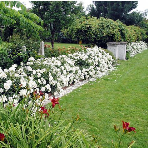 White Flower Carpet Rose - a long blooming, disease resistant modern introduction Carpet Roses, Rose Bushes Landscape Front Yards, Rose Bushes Landscape, Rose Hedge, Flower Carpet, Garden Gate Design, Front Yard Landscape, Rose Bushes, Yard Plants