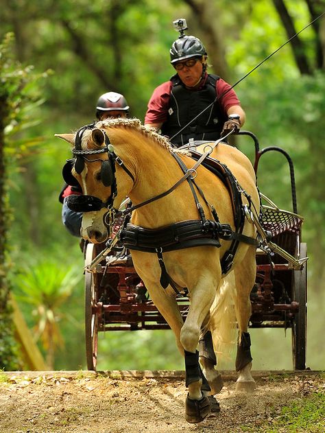 Horse Disciplines, Horses Carriage, Live Oak Florida, Driving Training, Horse Activities, Horse Driving, Driving Horses, Driving Aesthetic, Palomino Horses