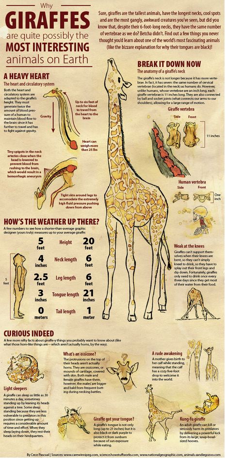 Why Giraffes are Moderately Notable Wallpaper Giraffe, Giraffe Wallpaper, Giraffe Facts, Giraffe Costume, Giraffe Pictures, Afrikaanse Kunst, Giraffe Art, Interesting Animals, Animal Facts