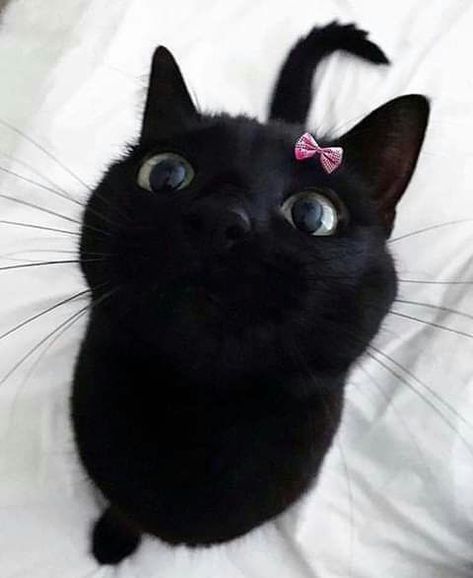 Am I Pretty, Kitten Rescue, Black Kitten, Cat Club, Cat Behavior, Cat Health, Prove It, Cat Rescue, Pink Bow