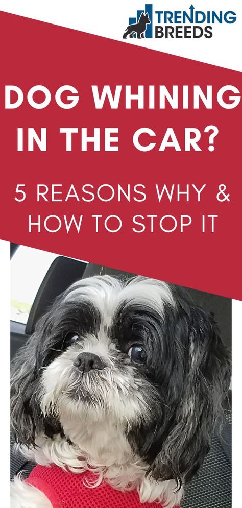 Puppy Whining, Dog Whining, Stop Whining, Getting A Puppy, Dogs Love, Dog Car, Stop It, Car Ride, In The Car