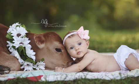 Cow Photography, Animal Photoshoot, Cow Photos, Image Couple, Mini Cows, Farm Kids, Cow Pictures, Farm Baby