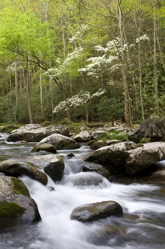 Trees In Spring, Mountain Streams, Lovely Landscapes, River Stream, North Carolina Art, Mountain Landscapes, Dogwood Trees, Awesome Photography, Scenery Pictures