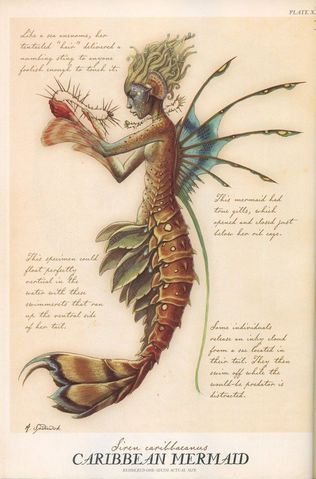 Caribbean Mermaid. Spiderwicks Field Guide Caribbean Mermaid, Spiderwick Chronicles, Creature Fantasy, Illustration Tattoo, Mermaids And Mermen, 캐릭터 드로잉, Mythical Creatures Art, Art Et Illustration, Mythological Creatures