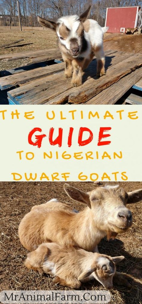 Nigerian Goats, Goat Playground, Miniature Goats, Goat Toys, Keeping Goats, Goat Shelter, Goat Pen, Mini Goats, Goat House