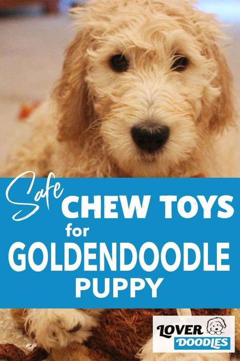 Best Chew Toys For Puppies, Mini Goldendoodle Puppies, Puppy Chew Toys, Puppy Time, Cool Doodles, Labradoodle Puppy, Doodle Puppy, Doggie Treats, Puppy Chewing