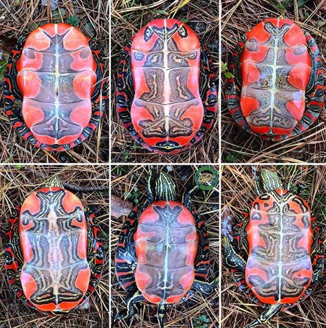 Western painted Clay Turtles, Western Painted Turtle, River Turtle, Clay Turtle, Painted Turtle, Nature Patterns, Animal Ideas, Turtle Painting, Patterns In Nature