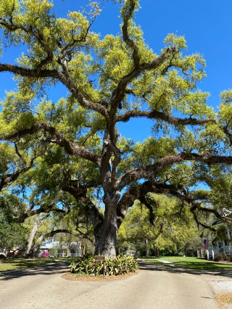 Covington Louisiana, Southern Louisiana, Oak Trees, Oak Tree, Beautiful Tree, Louisiana, Trees