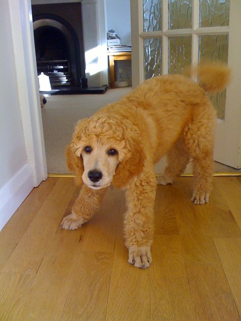 Standard poodle puppy... This is the color I like.  I don't like the shaved face and paws though. Toy Poodle Shaved Face, Poodle Shaved Face, Shaved Poodle, Apricot Standard Poodle, Canine Anatomy, Standard Poodle Puppy, Poodle Haircut, Mini Poodle, Poodle Puppy Standard