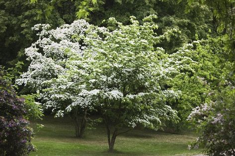 Kousa Dogwood Tree, Spring Blooming Trees, Kousa Dogwood, Spring Flowering Trees, Cornus Kousa, Fringe Tree, Flowering Dogwood, Eastern Redbud, Dogwood Tree