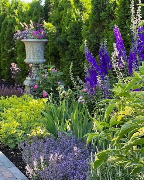 Those delphiniums!!! 😍😍😍 I dug these up from the area behind the Hartley earlier this spring and they seem to appreciate their new spot! (The nepeta, Iris, lady’s mantle and roses were transplants, too!) 💪🙌 From Garden Answer, vF 6-21-22 Ladys Mantle, Gravel Courtyard, Cottage Garden Perennials, Iowa Garden, Side Courtyard, Flower Beds Ideas, Woodland Garland, Greenhouse Flowers, French Cottage Garden