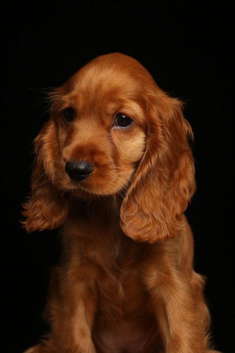 Red Cocker Spaniel Puppies, Cocaspanial Dog, Baby Cocker Spaniel Puppies, Coco Spaniel, Red Cocker Spaniel, Bird Dog Training, Irish Setter Dogs, Dog Anatomy, Reactive Dog