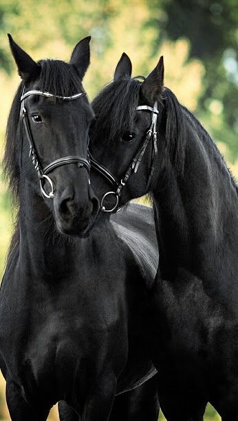 Black Horses nuzzling, with beautiful black bridle halters. Stunning horse photography, Shiny dark coats! Sweet! Regnul Animal, Beautiful Horse Pictures, Black Horses, Friesian Horse, Majestic Horse, Cute Horses, Black Horse, Pretty Horses, Horse Photography