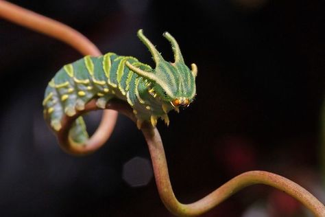 Dragon Head Caterpillar Pretty Bugs, Weird Insects, Cool Insects, Cool Bugs, Interesting Animals, Beautiful Bugs, Creepy Crawlies, Arthropods, Arachnids