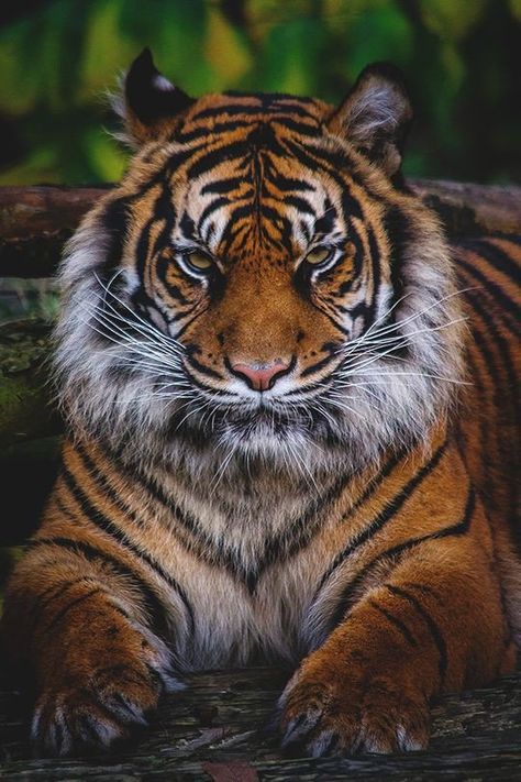 Nature's lovers on Twitter: "The real tiger..… " Tigers Wallpaper, Angry Tiger, Save The Tiger, Tiger Images, Tiger Artwork, Sumatran Tiger, Tiger Drawing, Cat Species, Tiger Pictures