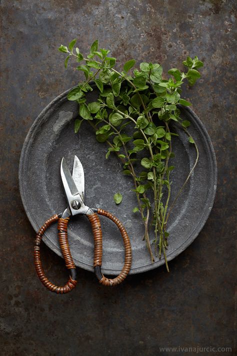 fresh oregano | food photography Food Photography Vegetables, Photo Food, Food Photography Inspiration, Food Props, Fresh Oregano, Spices And Herbs, Food Photography Styling, Photographing Food, Beautiful Food