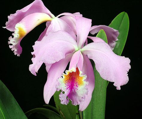 Inside Gardening, Orchid Cattleya, Orchid Photo, African Violets Plants, Inside Garden, Orchid Show, Violet Plant, Cattleya Orchid, Garden Stairs