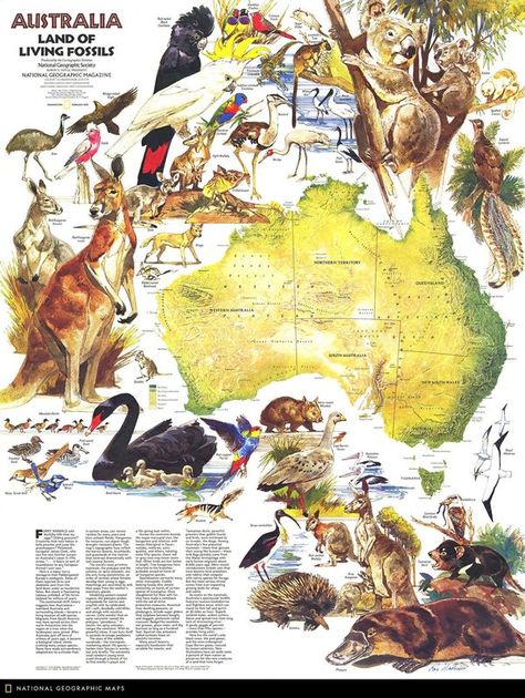 Australia School, National Geographic Maps, History Infographic, Living Fossil, Pet People, Australia Map, Wall Map, World Geography, Wall Maps