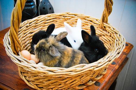 Daily Bunny, Bunny Lady, Bunny Stuff, Rabbit Pictures, Bun Bun, House Rabbit, Bunny Pictures, Lovely Creatures, Hams