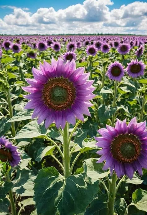 Purple Sunflowers, Angel Trumpet Plant, Portulaca Flowers, Purple Sunflower, Purple Petals, Herbs Plants, Beautiful Home Gardens, Sunflowers And Daisies, Strange Flowers